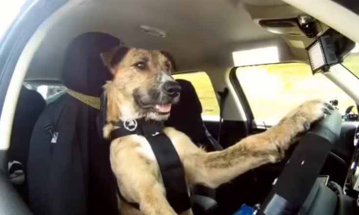 cane guida una auto